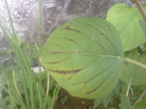 苋菜,红蜘蛛,红蜘蛛防治