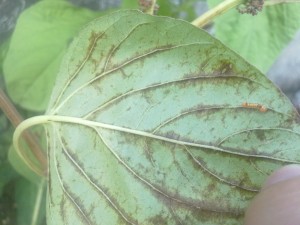 苋菜,红蜘蛛,红蜘蛛防治