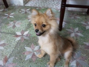 松鼠狗