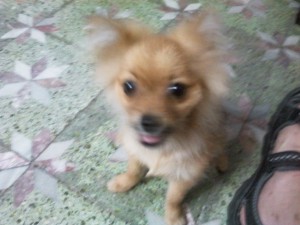 松鼠狗