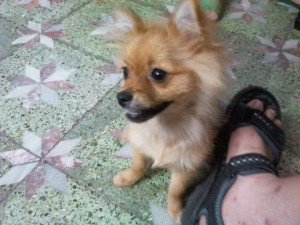 松鼠狗