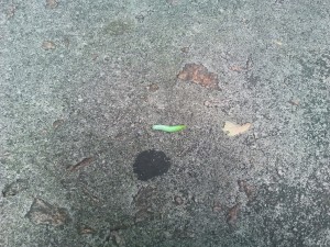虫