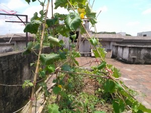 远点看节瓜