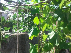天台瓜棚