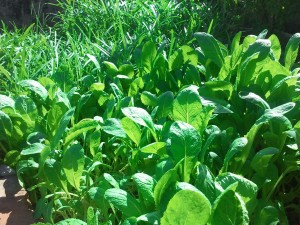 绿油油的菜