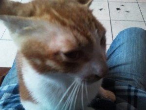 大腿上的猫猫