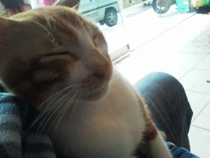 睡着的猫猫