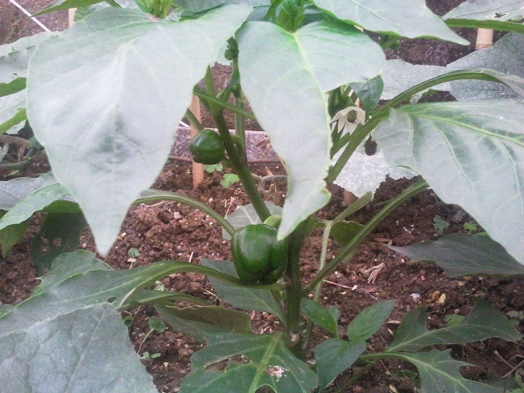 天台上的菜椒