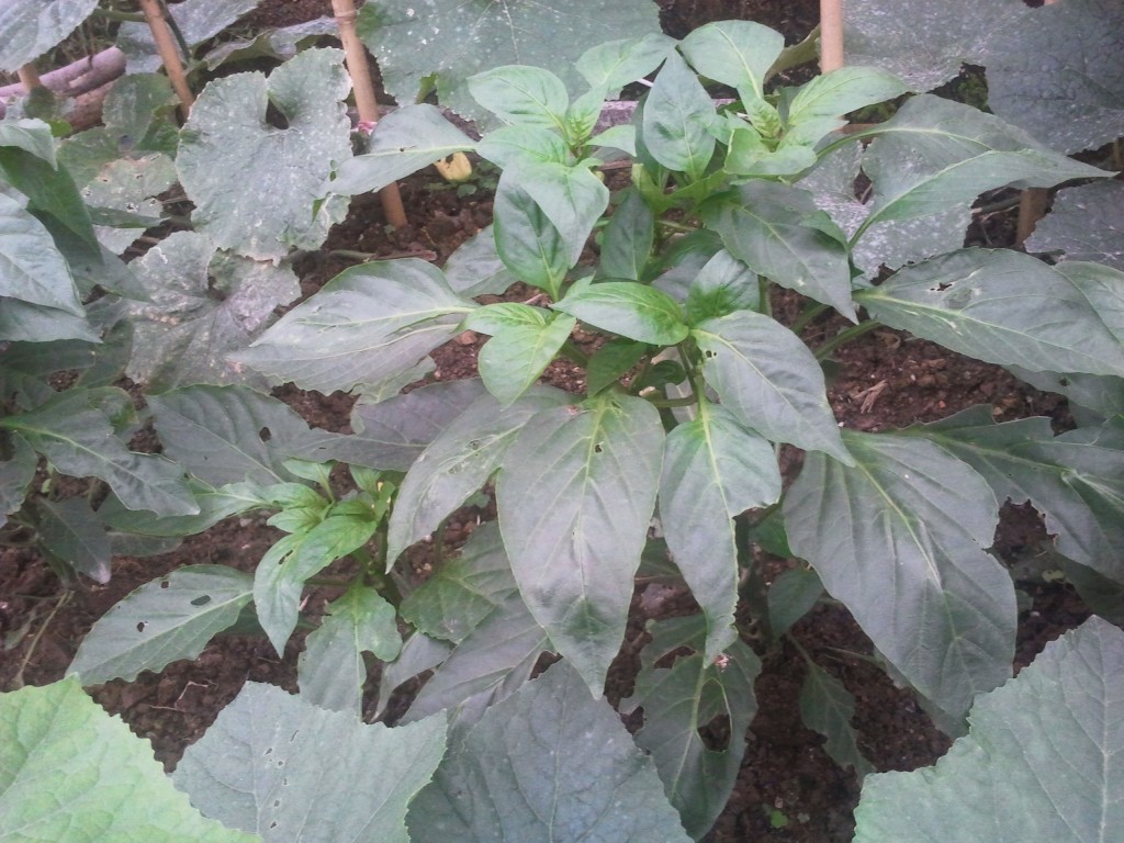 天台上的菜椒