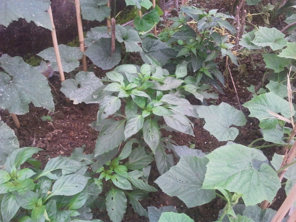 天台上的菜椒