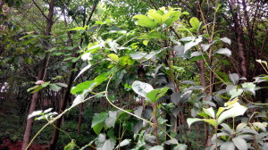 好大只荔枝蝉