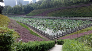 树木园莲花池