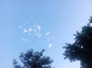 树木园上的天空